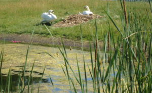 Quail's Covey Swans Hartville OH