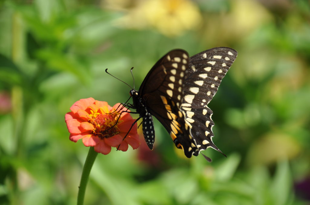 Quails Covey Bed and Breakfast Hartville butterfly