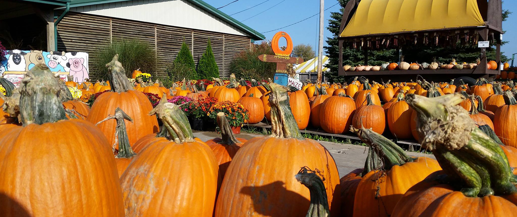 Fall in Hartville, Ohio Pumpkins, Corn Mazes, Fall Photos & More