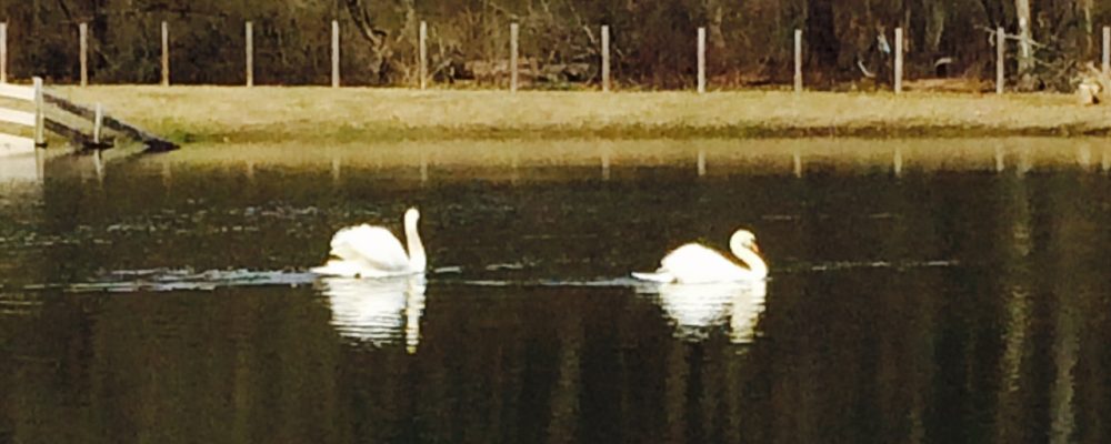 Spring is in the Air at Quail’s Covey Bed & Breakfast