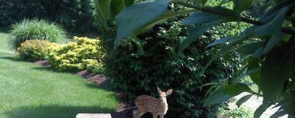 The Little Lost Fawn at Quail’s Covey Bed and Breakfast