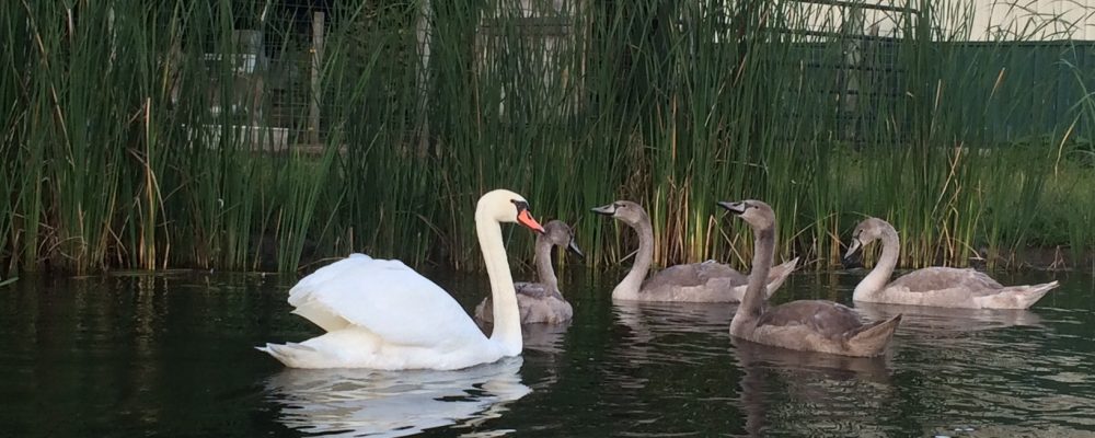 Spring is a time for New Beginnings at Quail’s Covey Bed & Breakfast